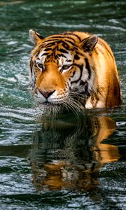 Превью обои тигр, хищник, большая кошка, животное, мокрый, пруд, вода