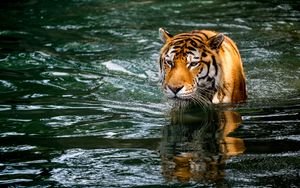 Превью обои тигр, хищник, большая кошка, животное, мокрый, пруд, вода
