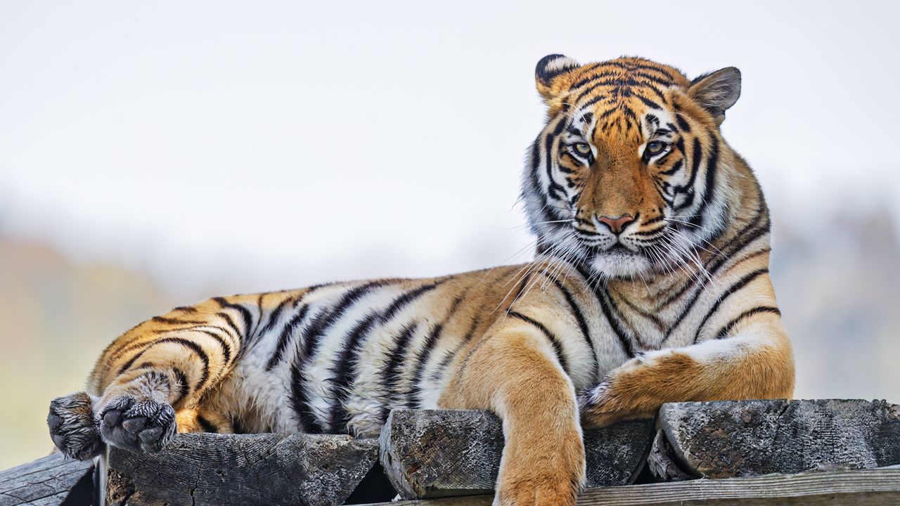 Обои тигр, хищник, большая кошка, полосатый, дикий