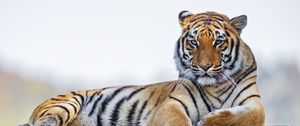 Превью обои тигр, хищник, большая кошка, полосатый, дикий