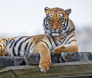 Превью обои тигр, хищник, большая кошка, полосатый, дикий