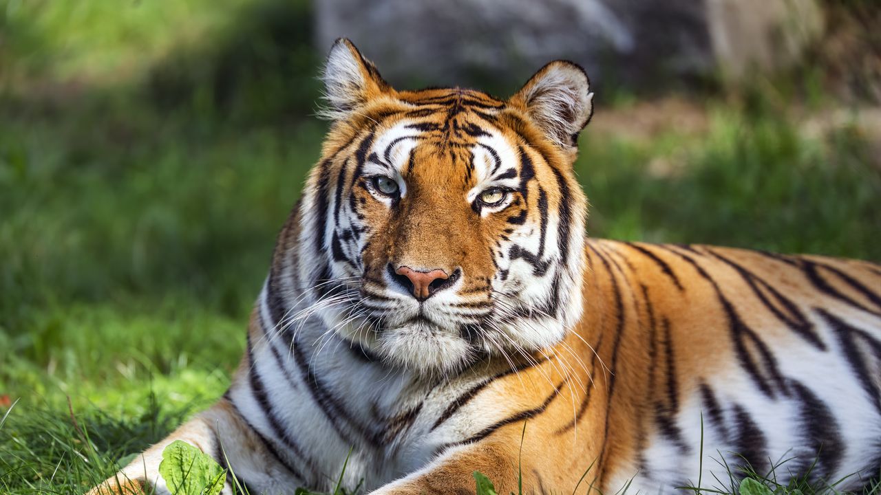 Обои тигр, хищник, большая кошка, животное, дикий, полосатый