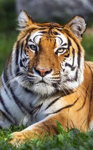 Превью обои тигр, хищник, большая кошка, животное, дикий, полосатый