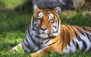 Превью обои тигр, хищник, большая кошка, животное, дикий, полосатый