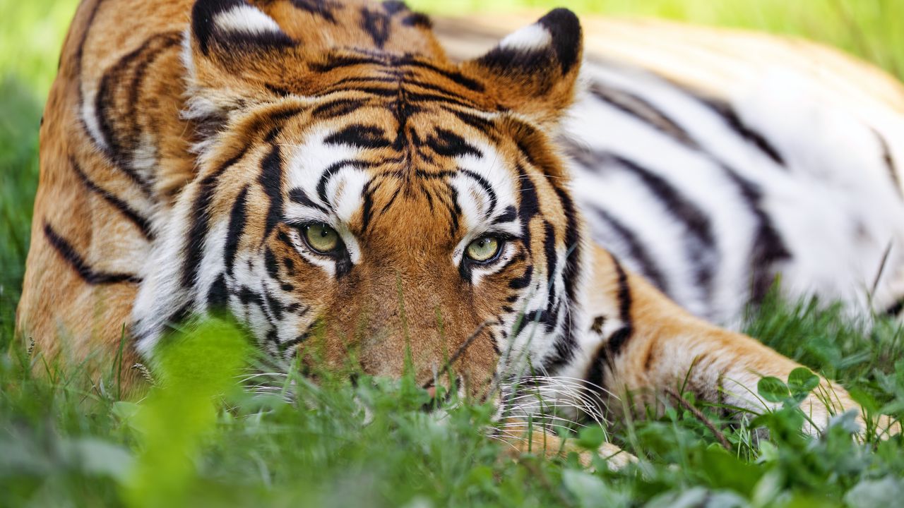 Обои тигр, хищник, большая кошка, голова, трава