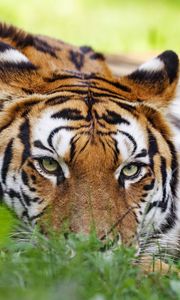 Превью обои тигр, хищник, большая кошка, голова, трава