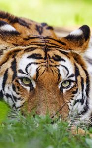 Превью обои тигр, хищник, большая кошка, голова, трава