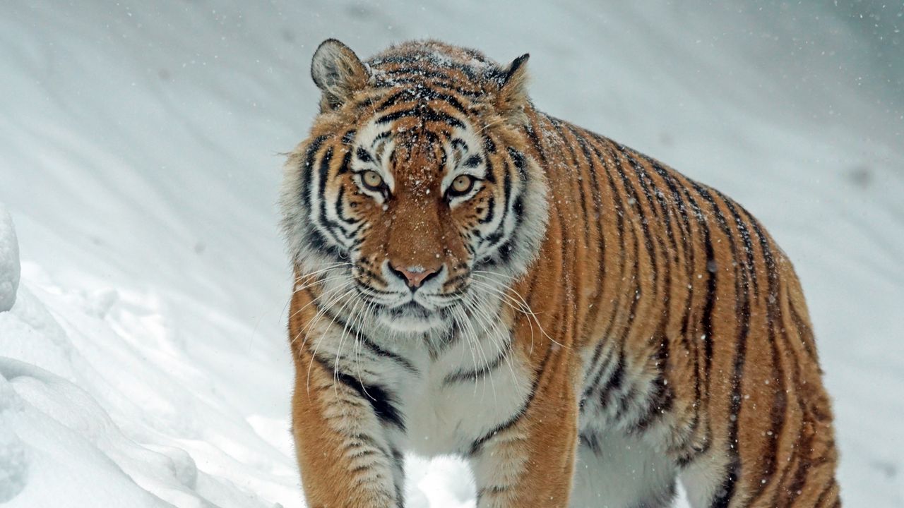 Обои тигр, хищник, большая кошка, снег