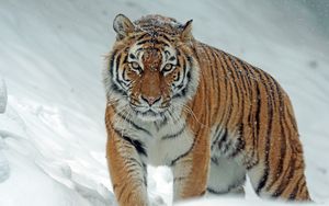 Превью обои тигр, хищник, большая кошка, снег