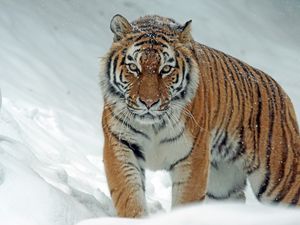 Превью обои тигр, хищник, большая кошка, снег