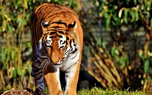 Превью обои тигр, хищник, большая кошка, прогулка