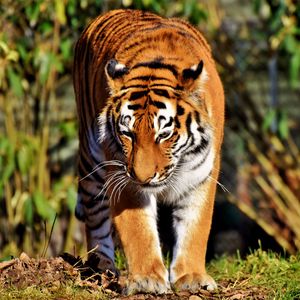 Превью обои тигр, хищник, большая кошка, прогулка