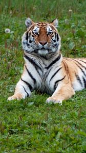 Превью обои тигр, хищник, большая кошка, полоски