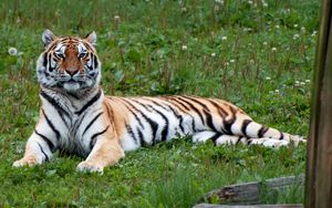 Превью обои тигр, хищник, большая кошка, полоски