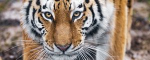 Превью обои тигр, хищник, большая кошка, животное, взгляд