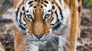 Превью обои тигр, хищник, большая кошка, животное, взгляд