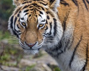 Превью обои тигр, хищник, большая кошка, животное, взгляд, полосы