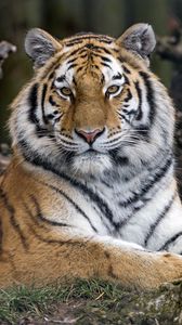 Превью обои тигр, хищник, большая кошка, взгляд