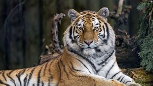 Превью обои тигр, хищник, большая кошка, взгляд