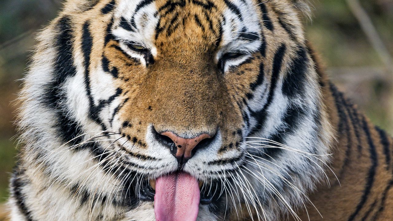 Обои тигр, хищник, большая кошка, высунутый язык, забавный