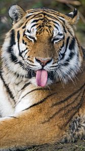 Превью обои тигр, хищник, большая кошка, высунутый язык, забавный