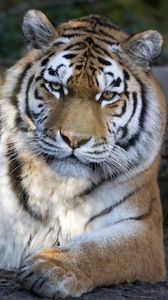 Превью обои тигр, хищник, большая кошка, взгляд, полосы