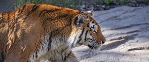 Превью обои тигр, хищник, большая кошка, профиль