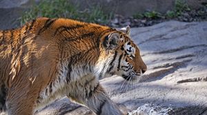 Превью обои тигр, хищник, большая кошка, профиль