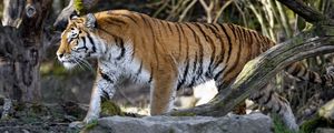 Превью обои тигр, хищник, большая кошка, профиль, взгляд