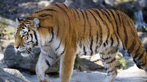 Превью обои тигр, хищник, большая кошка, взгляд, профиль
