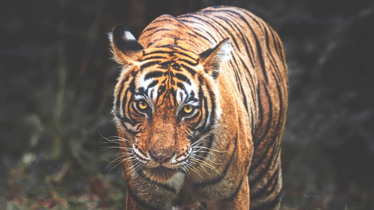 Обои тигр, хищник, большая кошка, взгляд, морда, полосы