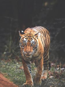 Превью обои тигр, хищник, большая кошка, взгляд, морда, полосы