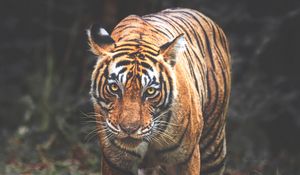 Превью обои тигр, хищник, большая кошка, взгляд, морда, полосы