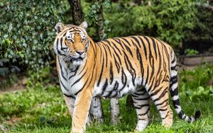 Превью обои тигр, хищник, большая кошка, полосы, взгляд