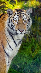 Превью обои тигр, хищник, большая кошка, морда, взгляд, трава