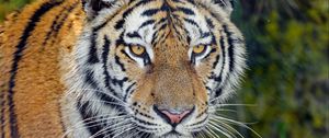 Превью обои тигр, хищник, большая кошка, морда, взгляд, трава