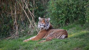 Превью обои тигр, хищник, большая кошка, взгляд, трава