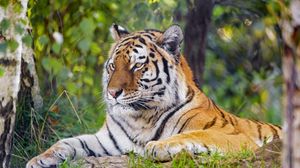Превью обои тигр, хищник, большая кошка, взгляд, полосы, трава