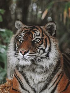 Превью обои тигр, хищник, большая кошка, животное, дикая природа