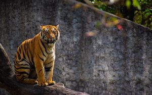 Превью обои тигр, хищник, большая кошка, дерево