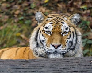 Превью обои тигр, хищник, большая кошка, животное, дерево, кора