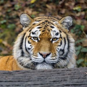 Превью обои тигр, хищник, большая кошка, животное, дерево, кора