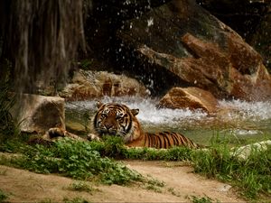 Превью обои тигр, хищник, большая кошка, животное, водопад, камни