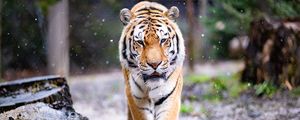 Превью обои тигр, хищник, большая кошка, животное, снег