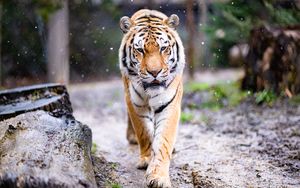 Превью обои тигр, хищник, большая кошка, животное, снег