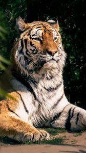 Превью обои тигр, хищник, большая кошка, животное, листья