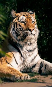 Превью обои тигр, хищник, большая кошка, животное, листья