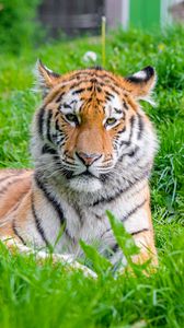 Превью обои тигр, хищник, большая кошка, животное, трава