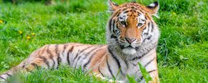 Превью обои тигр, хищник, большая кошка, животное, трава