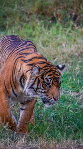 Превью обои тигр, хищник, большая кошка, трава